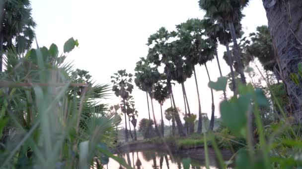 Zuckerpalme Toddy Palme Bauernhof Reispflanze Auf Schlammigem Wasser Bereit Für — Stockvideo
