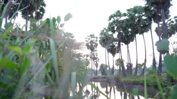 Zuckerpalme Toddy Palme Bauernhof Reispflanze Auf Schlammigem Wasser Bereit Für — Stockvideo