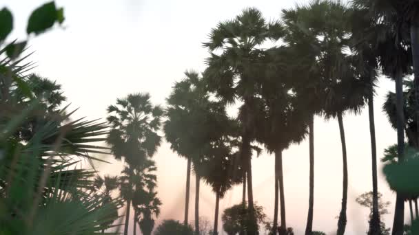 Şeker Palmiyesi Toddy Palmiyesi Çeltik Tarlasında Yetiştirilmeye Hazır Çamurlu Suda — Stok video