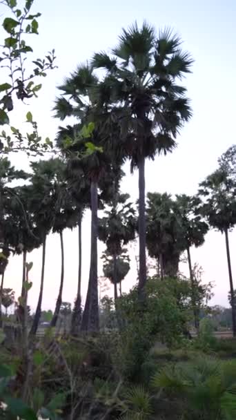 Suikerpalmboom Toddy Palm Boerderij Rijst Zaailing Modderig Water Klaar Voor — Stockvideo