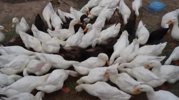 Alimentar Gansos Cabelos Brancos Patos Animal Jardim Fazenda — Vídeo de Stock