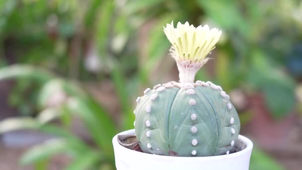 Kaktusový Hrnec Zahradní Zóna Domě — Stock video