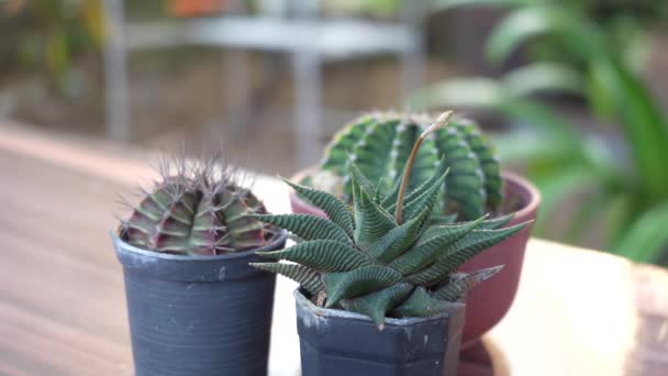 Garnek Kaktusowy Strefa Ogrodnictwa Roślin Domu — Wideo stockowe
