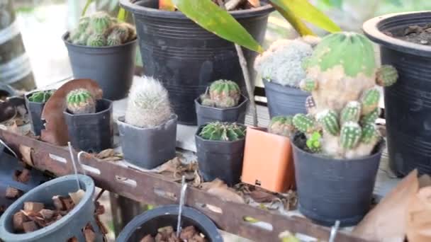 家にカクタス鍋と植物の庭園ゾーン — ストック動画