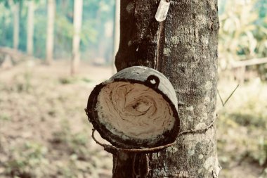 Lastik tıkırtısı, kauçuk ağaç tıkırtısı, kauçuk ağaçtan çıkarılan lastik lateks..
