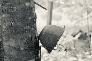 Lastik tıkırtısı, kauçuk ağaç tıkırtısı, kauçuk ağaçtan çıkarılan lastik lateks..