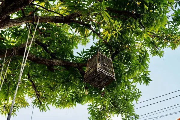 Retro lamba kuş evi dekorasyonu açık hava ağaç ev arka planı.