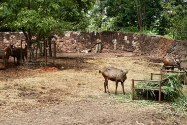 Korat 'taki vahşi geyik sürüsü Nakorn Ratcgasima Hayvanat Bahçesi.