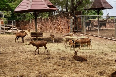 Korat 'taki vahşi geyik sürüsü Nakorn Ratcgasima Hayvanat Bahçesi.