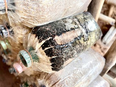 Tayland Buriram 'da gri istiridye mantarı yetiştirme.