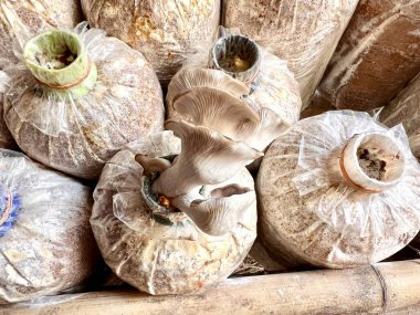 Tayland Buriram 'da gri istiridye mantarı yetiştirme.