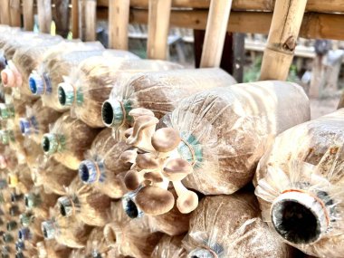 Tayland Buriram 'da gri istiridye mantarı yetiştirme.