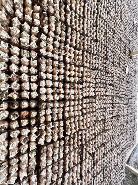 Tayland Buriram 'da gri istiridye mantarı yetiştirme.