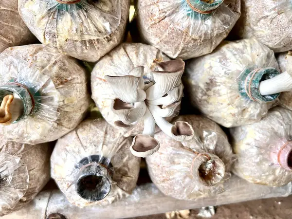 Tayland Buriram 'da gri istiridye mantarı yetiştirme.