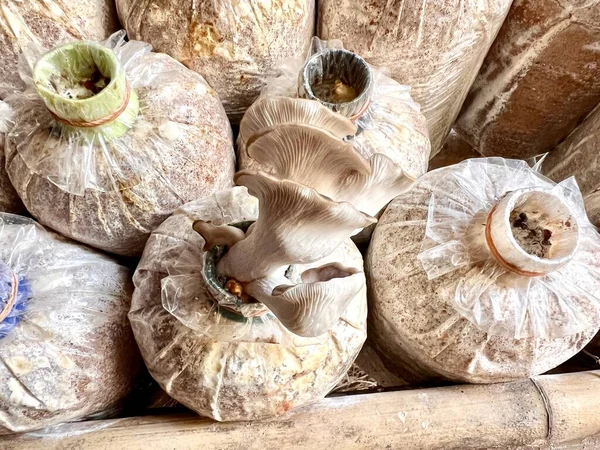 Tayland Buriram 'da gri istiridye mantarı yetiştirme.