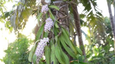 Ağaç doğasında mor orkide.