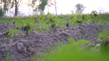 Kırsal Arazide Kasava Çiftliği Tarım Süreci Tapioca Ekinleri Tarımı