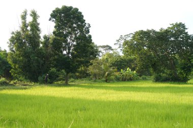  Yeşil çeltik tarlalarının manzarası güzel doğal manzara.