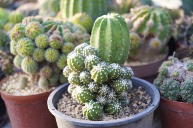 Çiftlik bahçesinde çeşitli mini kaktüsler var..