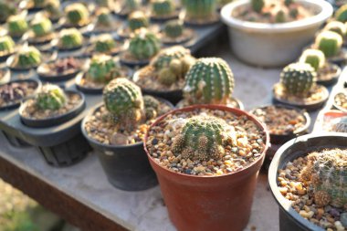 Çiftlik bahçesinde çeşitli mini kaktüsler var..