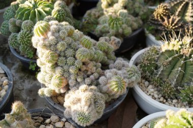 Çiftlik bahçesinde çeşitli mini kaktüsler var..