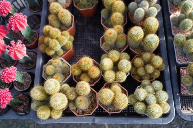 Çiftlik bahçesinde çeşitli mini kaktüsler var..