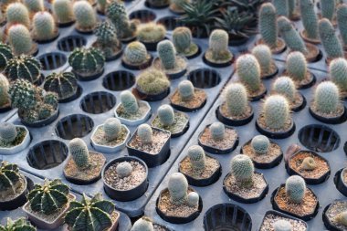 Çiftlik bahçesinde çeşitli mini kaktüsler var..