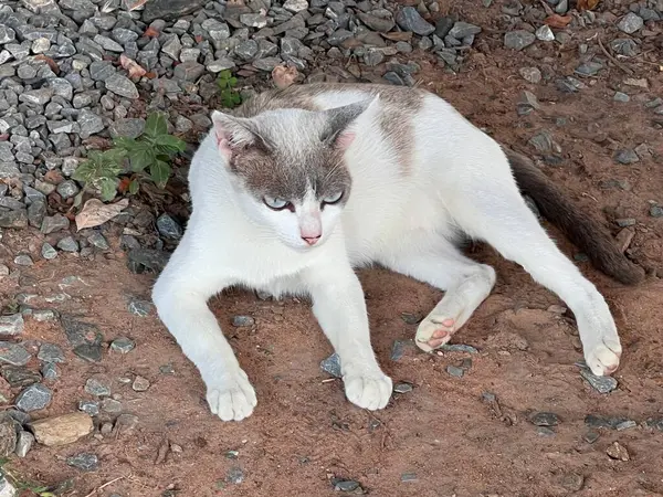 Beyaz gri saçlar Küçük tembel kedi yerde.