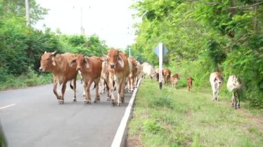 Tayland kovboyu ve ineği, Tayland 'ın kuzeydoğusundaki Buriram Eyaleti' ndeki Prasat Phanomrung tarihi parkının yakınındaki evlerine geri dönerler.