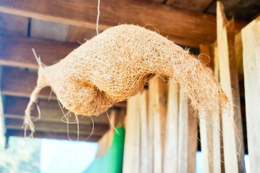 Kuş yuvası eve yuva yapar..