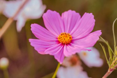 Canlı bir kozmos çiçek tarlası çiçek açan kozmosun renkli bir ormanını sergiler, canlı, neşeli ve nefes kesici bir doğal manzara yaratır..