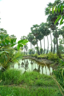Sakin bir palmiye bahçesi, sulara yansıyan yüksek palmiye ağaçları ile sakin bir göleti çevreleyerek, huzurlu ve doğal bir manzara yaratır..