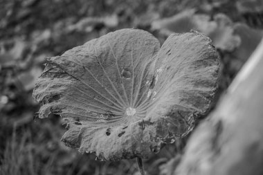 Nilüferlerle dolu gölette nilüfer yaprağı doğa nehri.