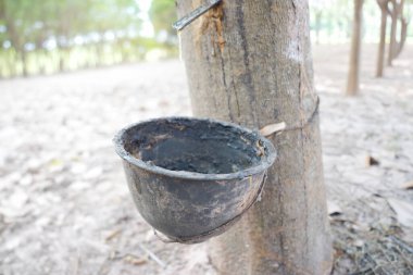 Doğal Lastik Endüstrisi Hasat Sürecinde Latex Koleksiyon Kupasının Kapanışı