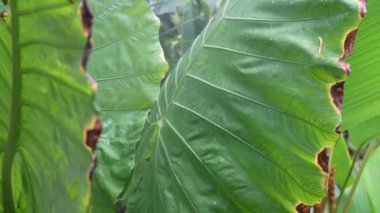 Canlı Yeşil Alocasia 'nın Yakın Çekimi Tropikal Kaplama Yapraklarını Gösteriyor