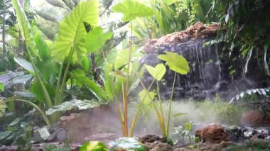 Canlı Yeşil Alocasia 'nın Yakın Çekimi Tropikal Kaplama Yapraklarını Gösteriyor