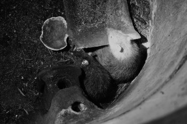 Eski borulardaki fare yemek için şehir evindeki bahçeye gider..