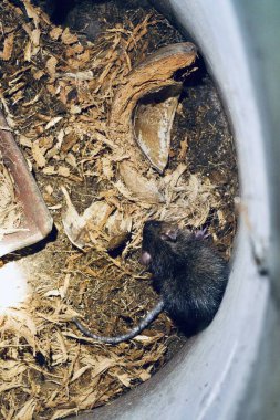 Eski borulardaki fare yemek için şehir evindeki bahçeye gider..