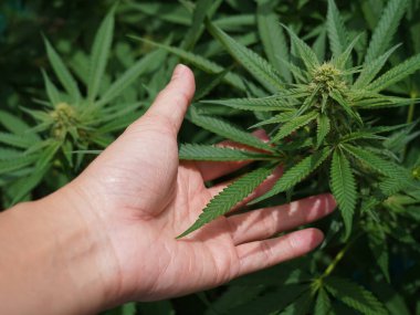 Esrar ürünleri kenevirde mevcuttur, bir mağaza pazarlama kenevir çiçekleri ile dolu kenevir.