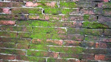 Yeşil yosun ve çimlerle kaplı eski bir kırmızı tuğla duvarın 4K videosu. Nemli ve gür doğal doku mimari ve doğa arasındaki yaş, tarih ve uyumu gösteriyor. Özgeçmiş, doğa, çürüme ve çevresel kavramlar için mükemmel..