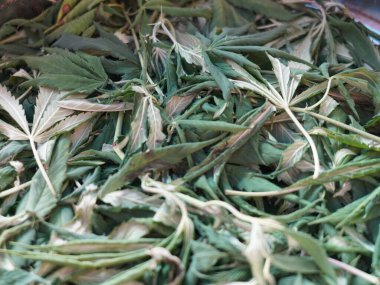 Esrar bitkisi ürünleri kenevirde mevcuttur, bir mağaza pazarlama kenevir çiçekleri ile dolu kenevir.