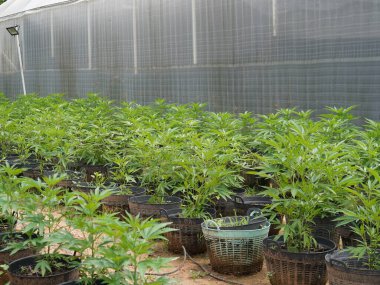 Esrar bitkisi ürünleri kenevirde mevcuttur, bir mağaza pazarlama kenevir çiçekleri ile dolu kenevir.