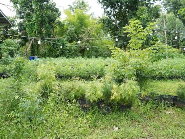 Esrar bitkisi ürünleri kenevirde mevcuttur, bir mağaza pazarlama kenevir çiçekleri ile dolu kenevir.