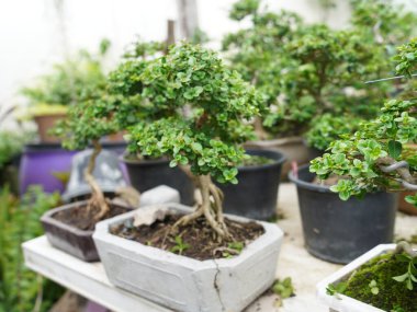 Küçük Bonsai sığ bir saksıda cüce gibi görünen bir bitki ya da ağaç. Doğada büyük, yaşlı bir ağacın orijinal şeklinin minyatürünü yapmak için. Bonsai beyaz arka planda izole edildi.