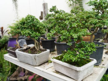 Küçük Bonsai sığ bir saksıda cüce gibi görünen bir bitki ya da ağaç. Doğada büyük, yaşlı bir ağacın orijinal şeklinin minyatürünü yapmak için. Bonsai beyaz arka planda izole edildi.
