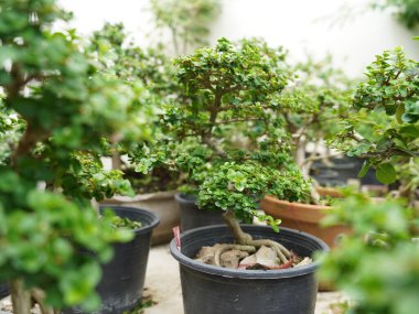 Küçük Bonsai sığ bir saksıda cüce gibi görünen bir bitki ya da ağaç. Doğada büyük, yaşlı bir ağacın orijinal şeklinin minyatürünü yapmak için. Bonsai beyaz arka planda izole edildi.