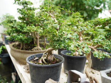 Küçük Bonsai sığ bir saksıda cüce gibi görünen bir bitki ya da ağaç. Doğada büyük, yaşlı bir ağacın orijinal şeklinin minyatürünü yapmak için. Bonsai beyaz arka planda izole edildi.