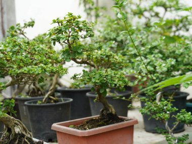 Küçük Bonsai sığ bir saksıda cüce gibi görünen bir bitki ya da ağaç. Doğada büyük, yaşlı bir ağacın orijinal şeklinin minyatürünü yapmak için. Bonsai beyaz arka planda izole edildi.