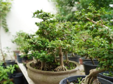 Küçük Bonsai sığ bir saksıda cüce gibi görünen bir bitki ya da ağaç. Doğada büyük, yaşlı bir ağacın orijinal şeklinin minyatürünü yapmak için. Bonsai beyaz arka planda izole edildi.