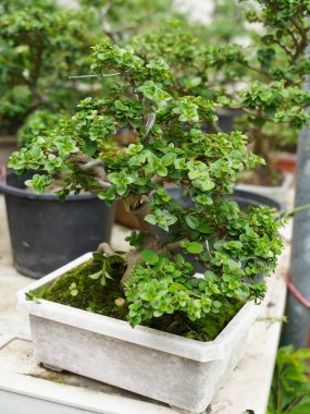 Küçük Bonsai sığ bir saksıda cüce gibi görünen bir bitki ya da ağaç. Doğada büyük, yaşlı bir ağacın orijinal şeklinin minyatürünü yapmak için. Bonsai beyaz arka planda izole edildi.